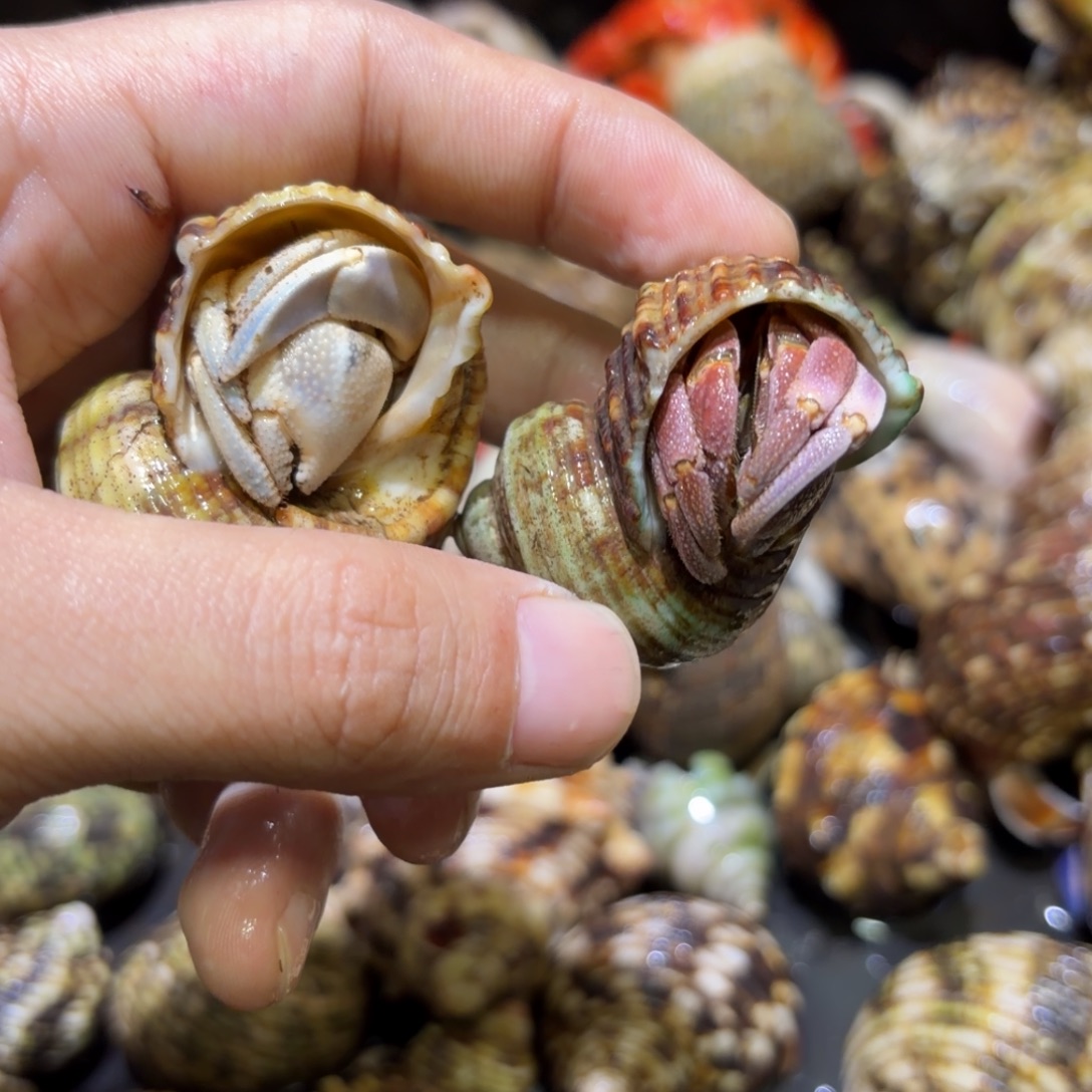 活体寄居蟹 不退不换 39