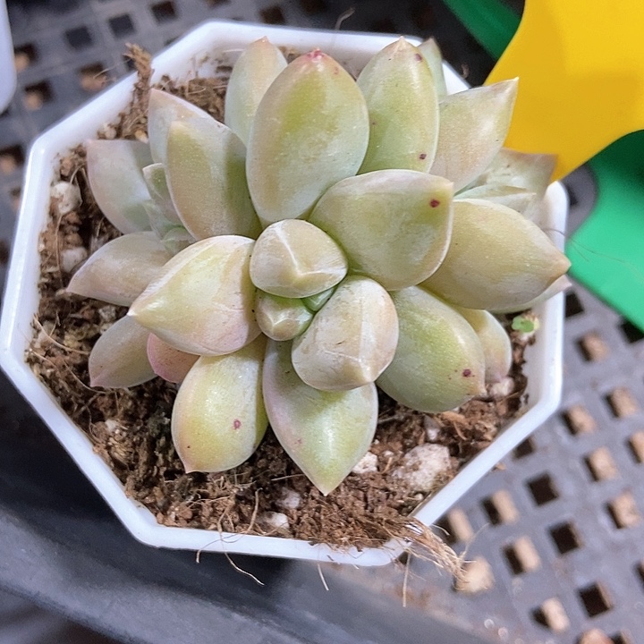 多肉植物重楼712