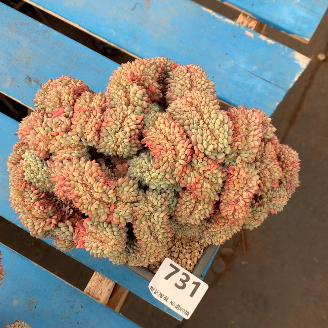 731号新疆西藏内蒙古不包邮的