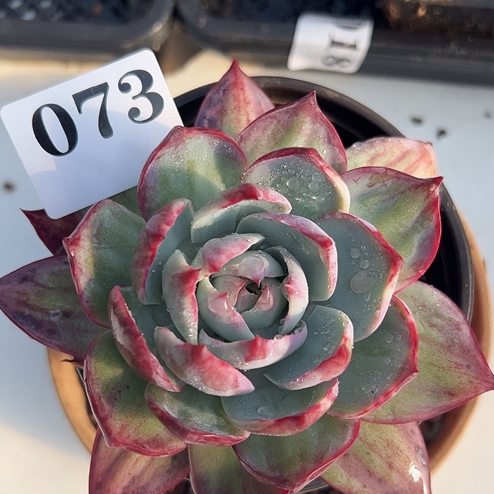 爱****惊鸿惊鸿惊鸿073保底10厘米