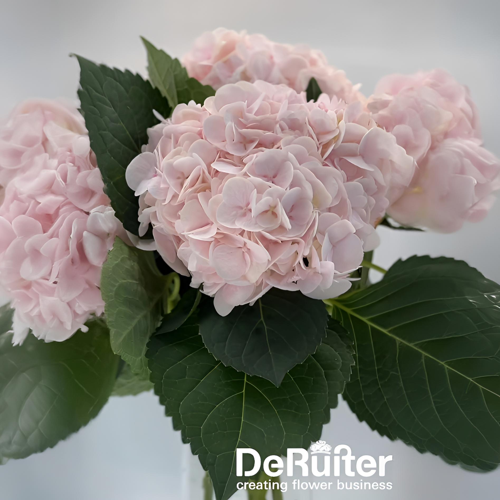 【迪瑞特】甜蜜璀璨云南基地直发绣球家用鲜花