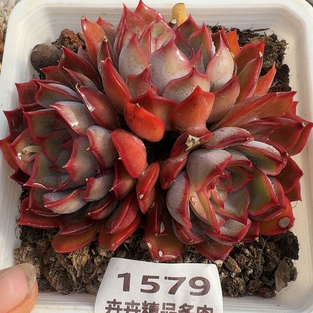 1579一物一拍（满28包邮）