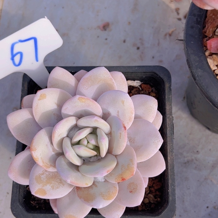 健健康康平平安安