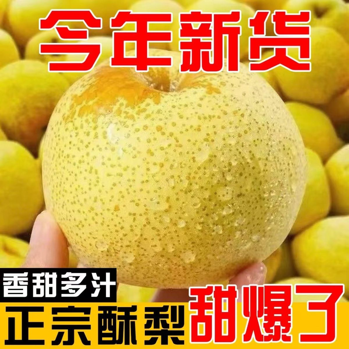正宗酥梨甘甜可口薄皮多汁新鲜冰糖雪梨砀山同宗香梨超甜解渴化痰