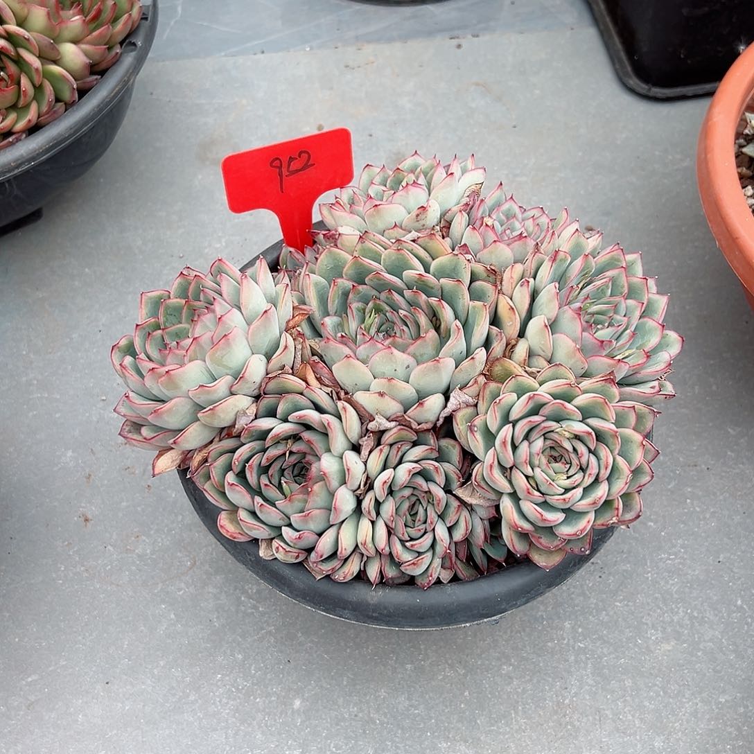 静*淘952荷花多肉植物