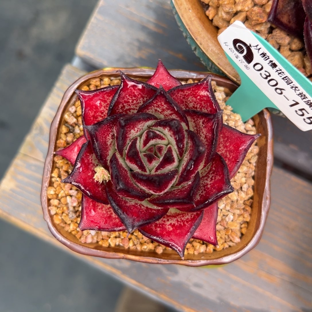 多肉一物一拍0306-155