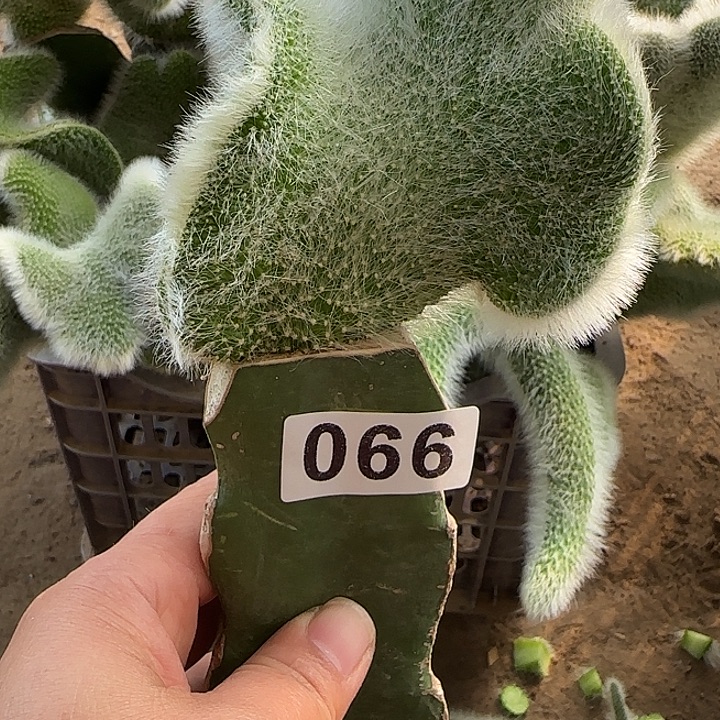 籽***茗无花朵嫁接九尾狐缀066