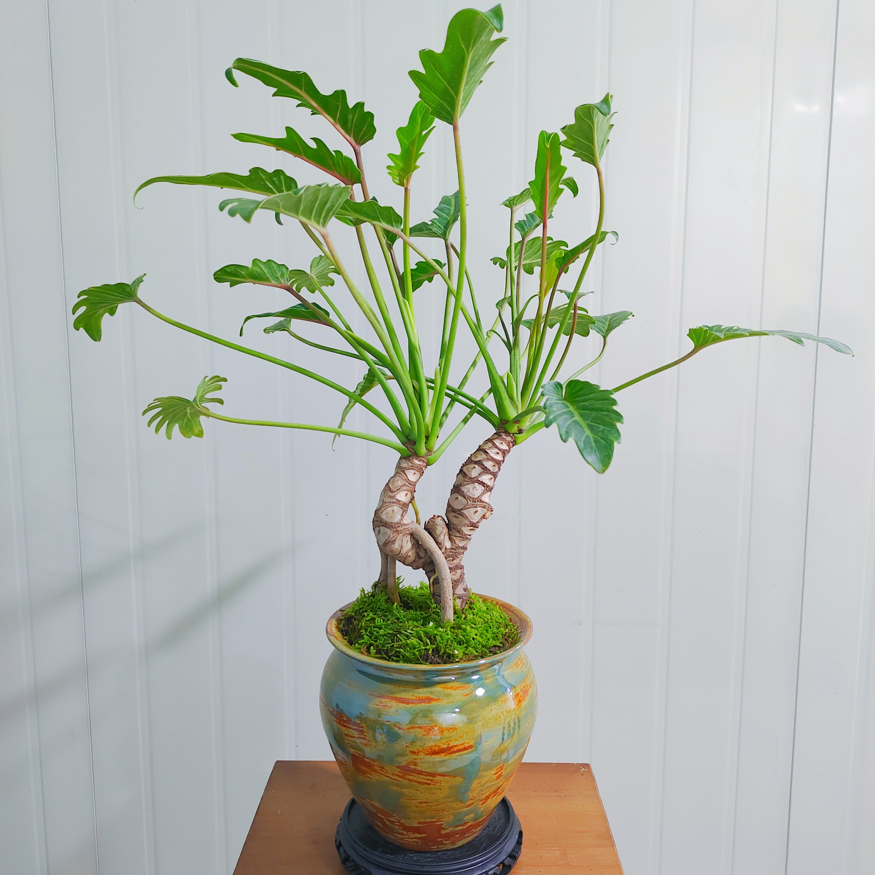 龙鳞小天使老桩绿植平安树盆栽室内净化空气观叶植物直播一物一拍