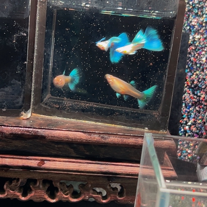 孔雀鱼蓝白飞船俩对包邮