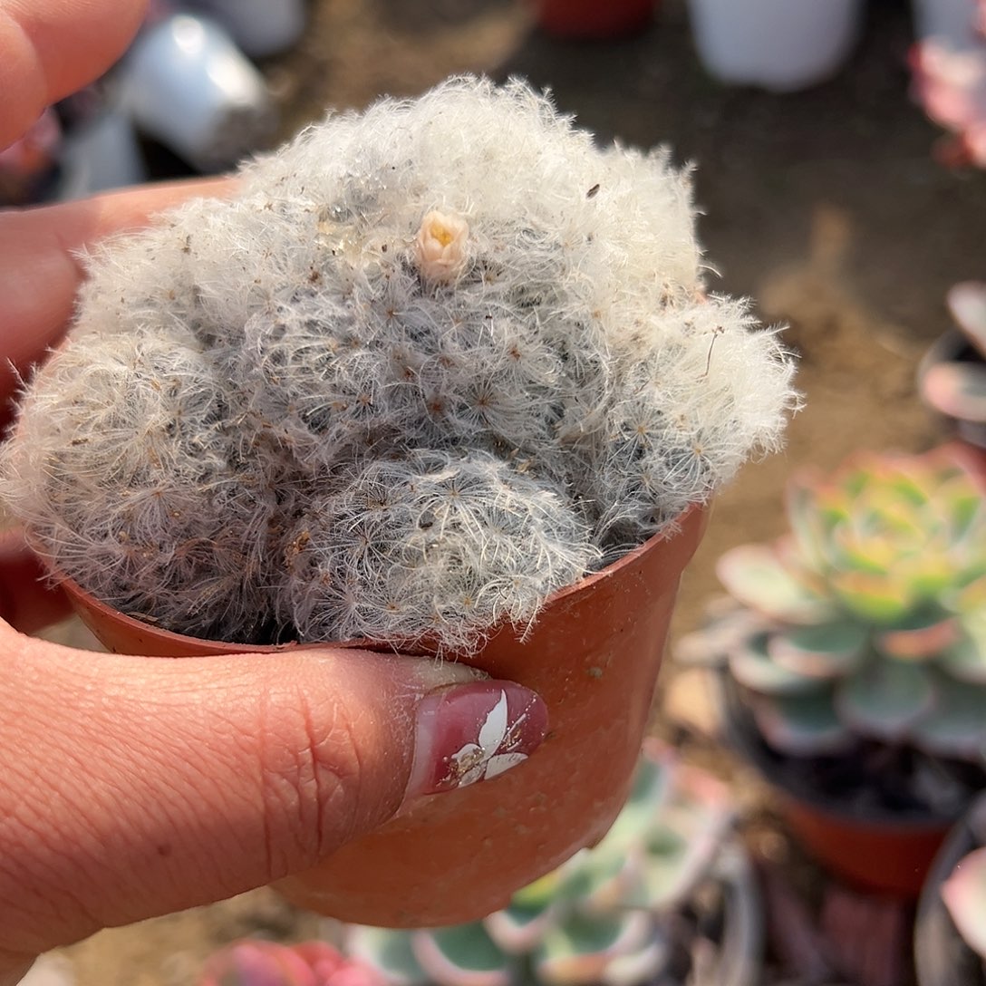 多肉植物白星开花