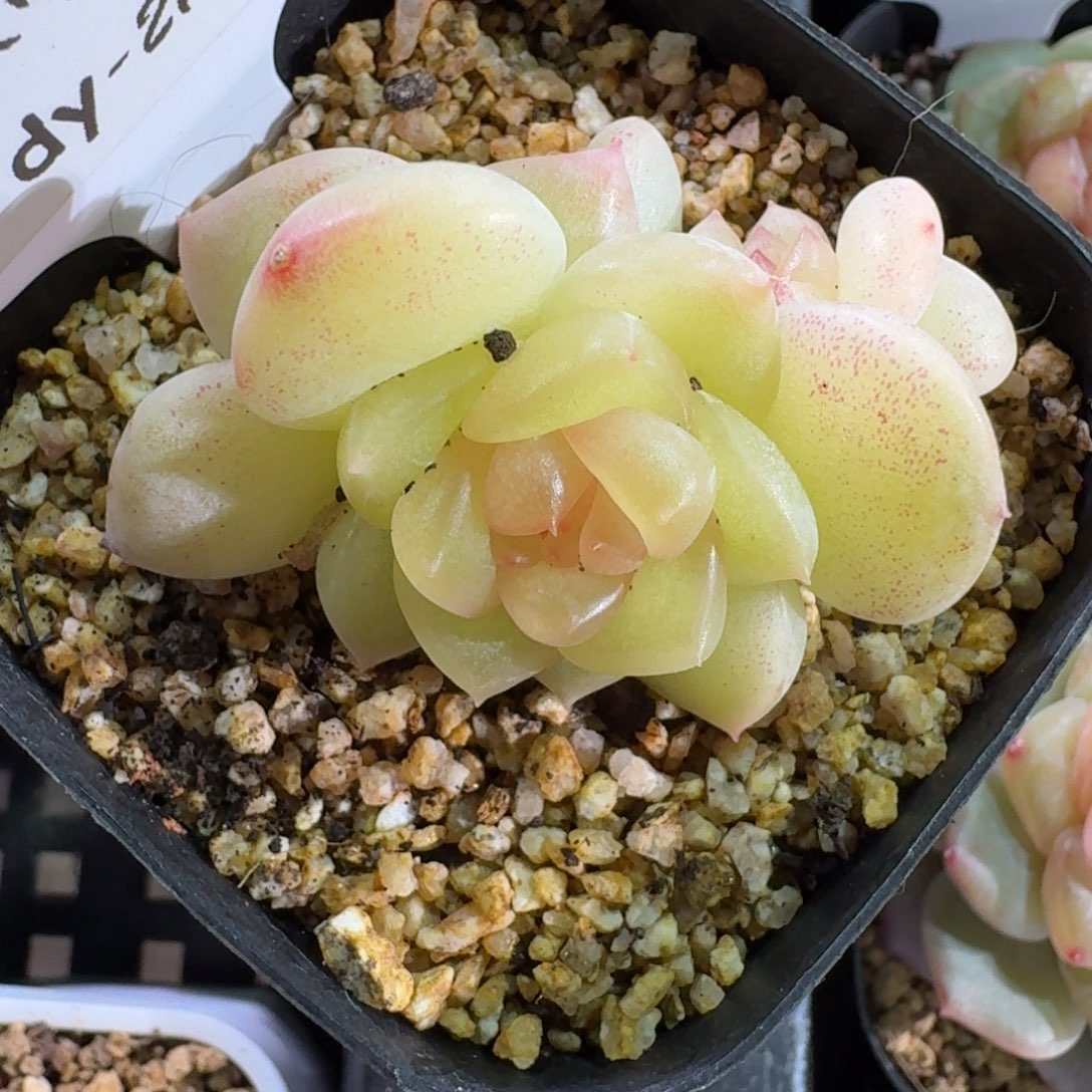 0130-021-晴川三群