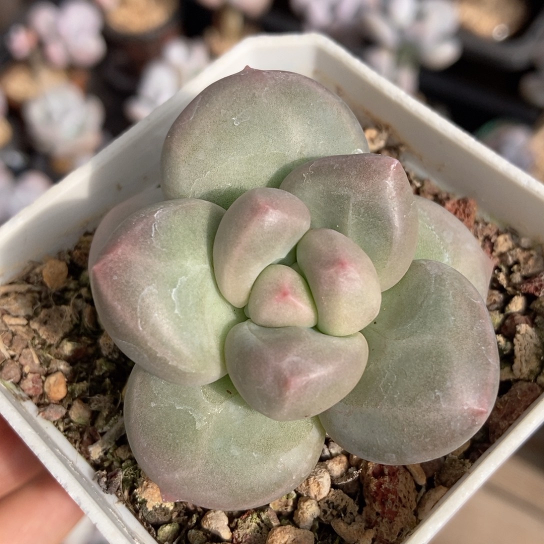 艾尔琴斯石化一物一拍