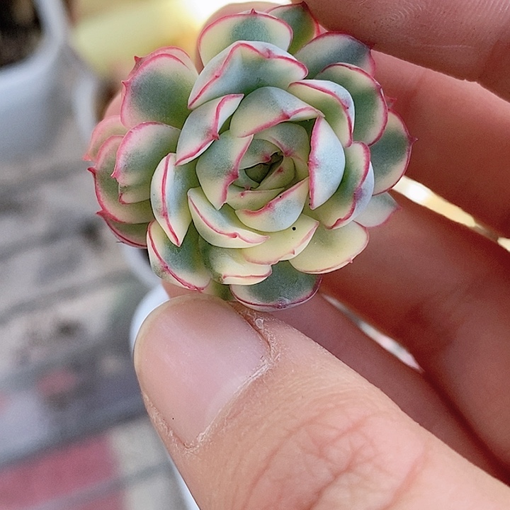 梦幻玫瑰一物一拍，