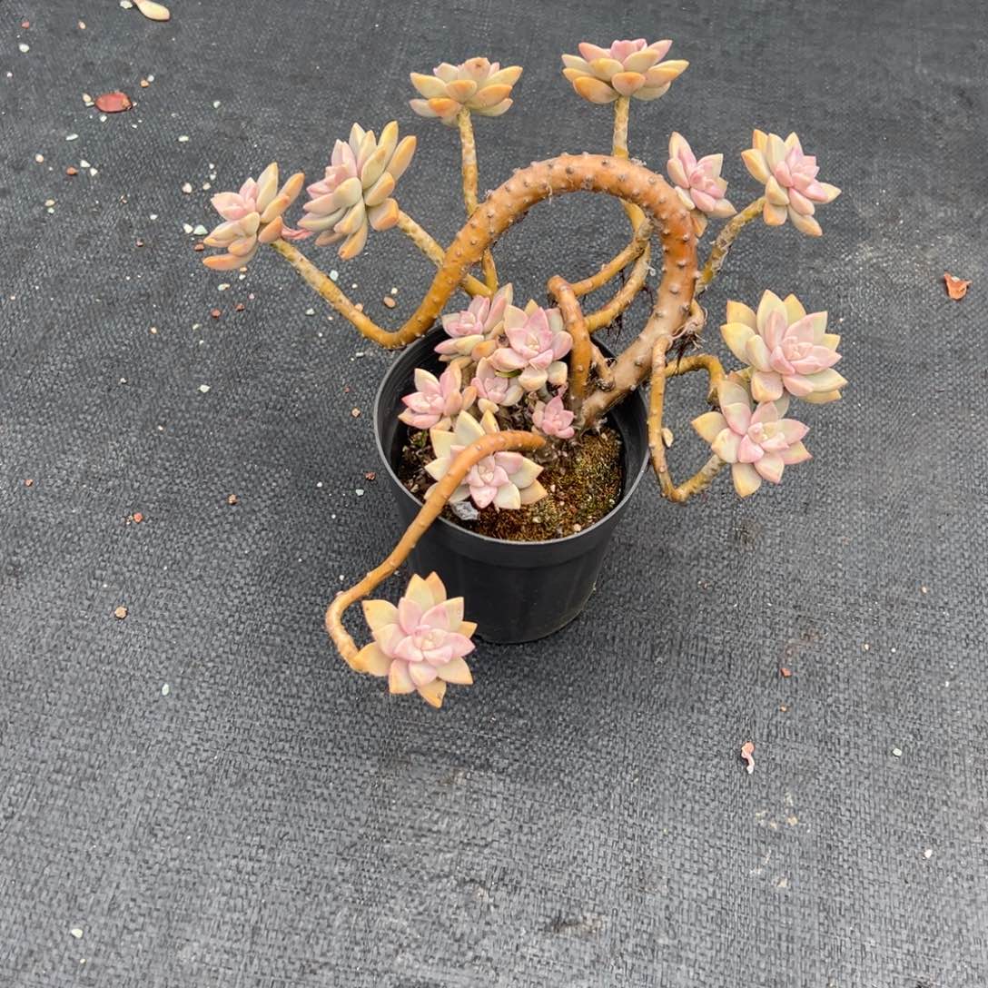 小***瓜淡雪多肉植物脱土
