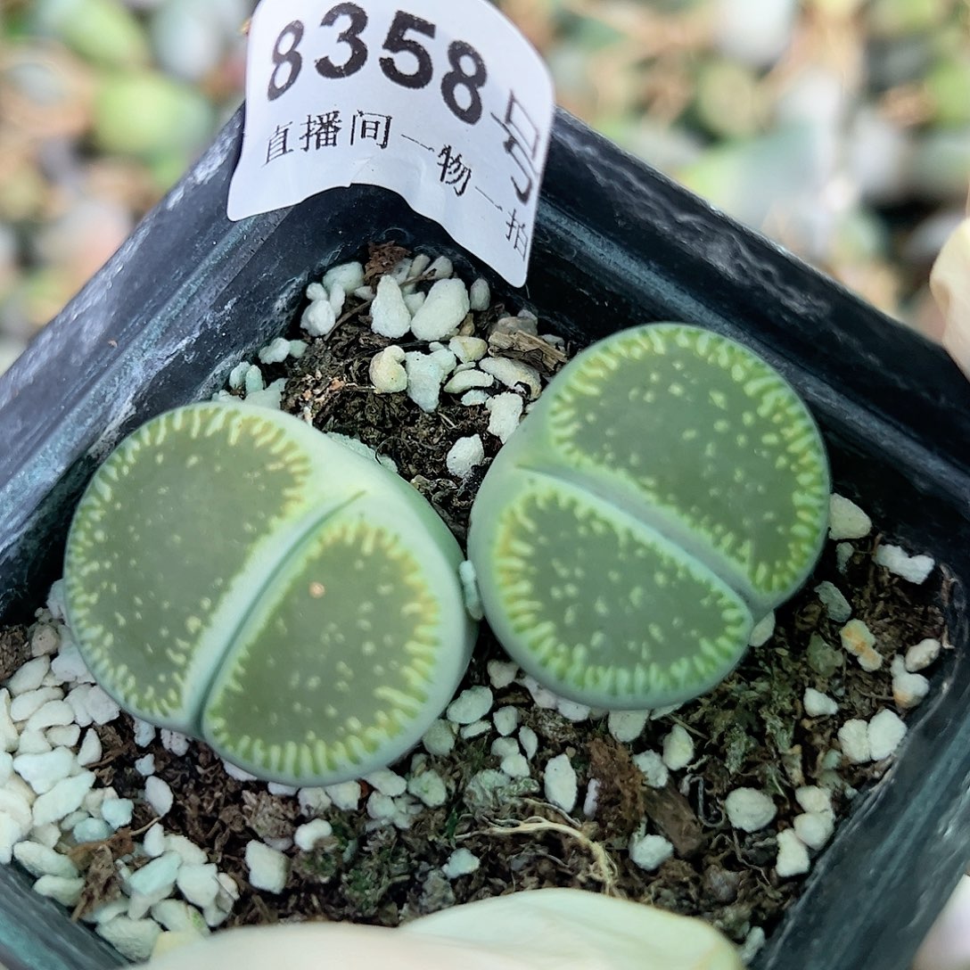 8358 好养易活生石花大母本