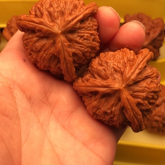 核桃核桃核桃核桃