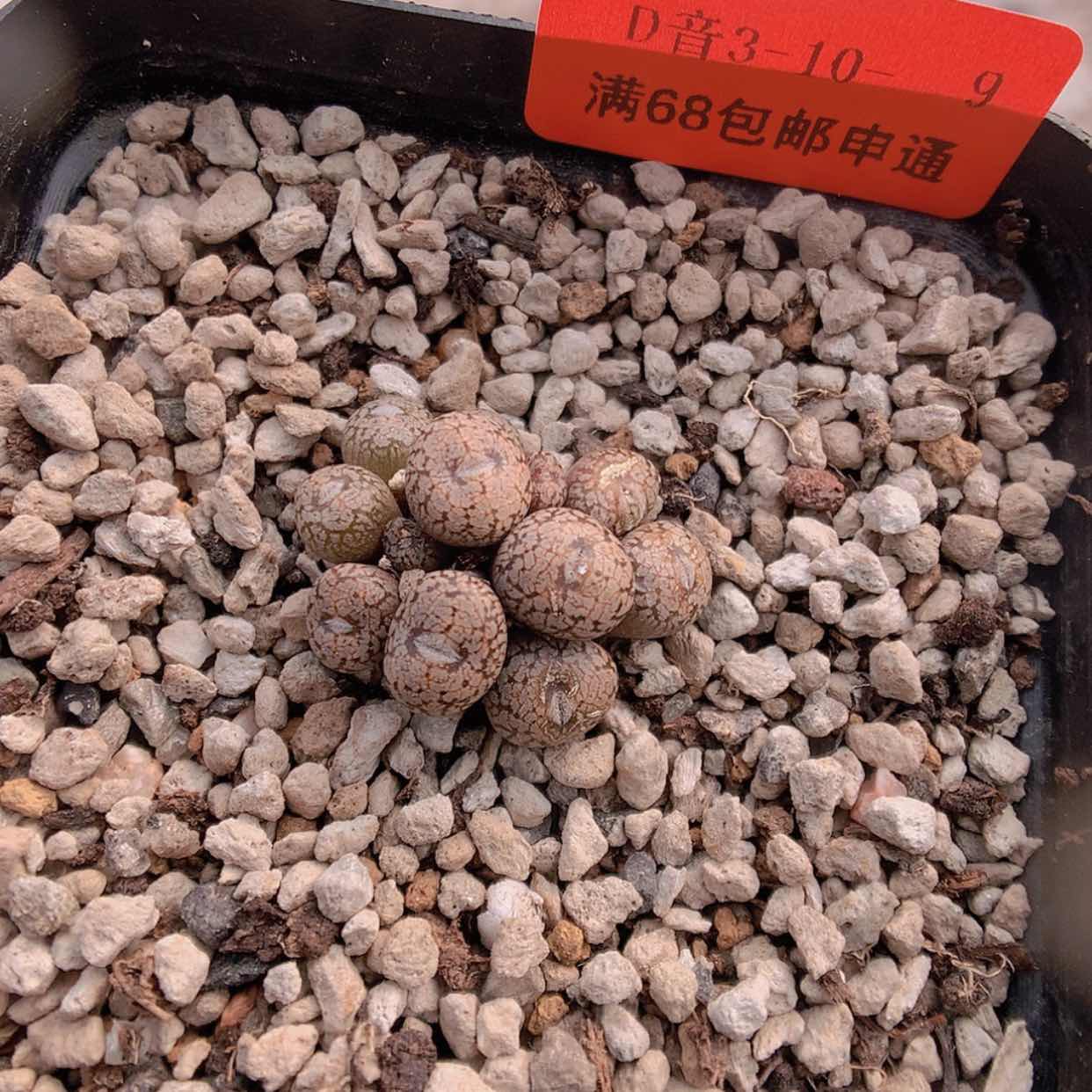 【闪购商品】3-10-9 康菩提肉肉 28