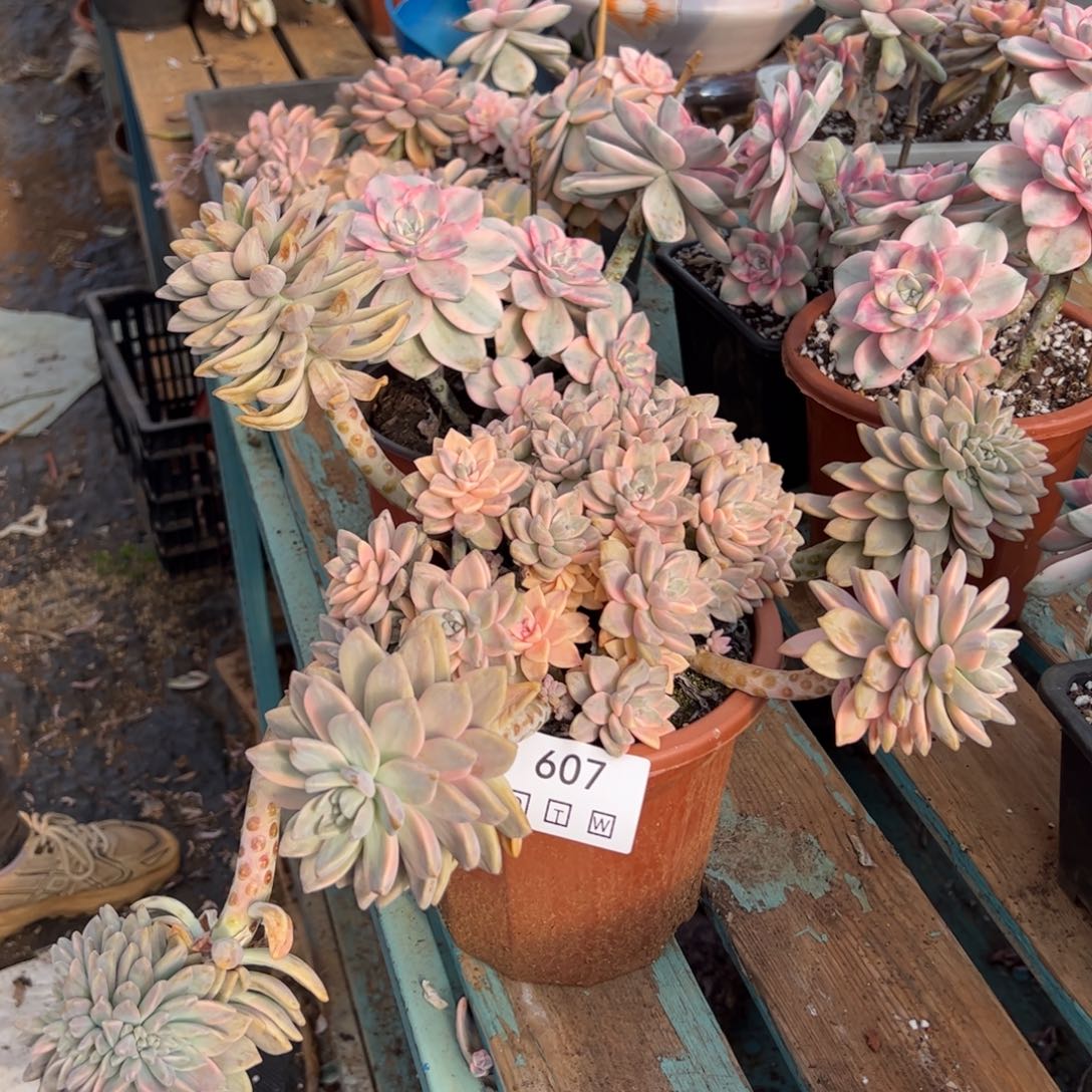 紫乐锦好看好养好美丽