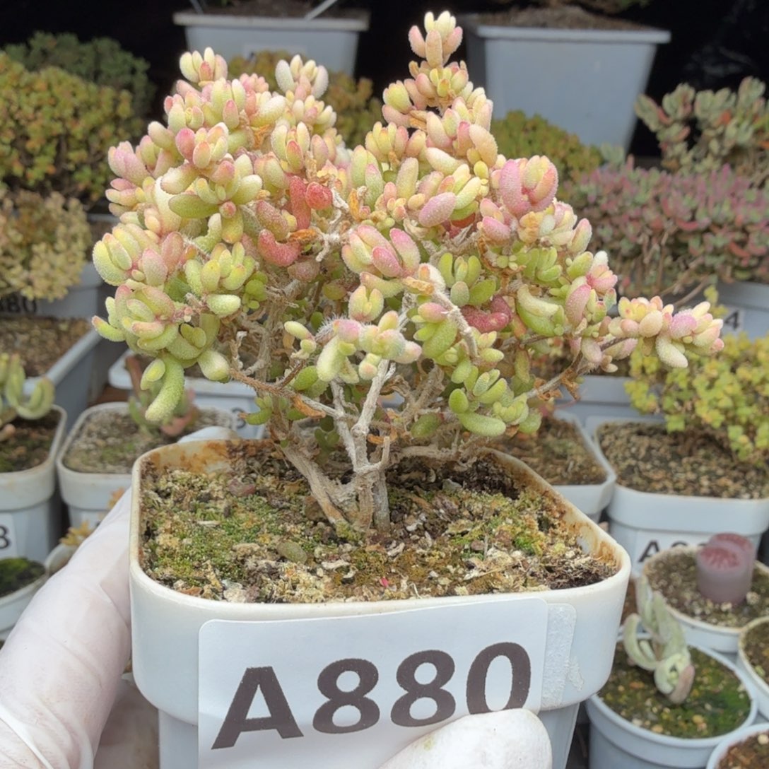 A880红宝石锦枝干一物一拍