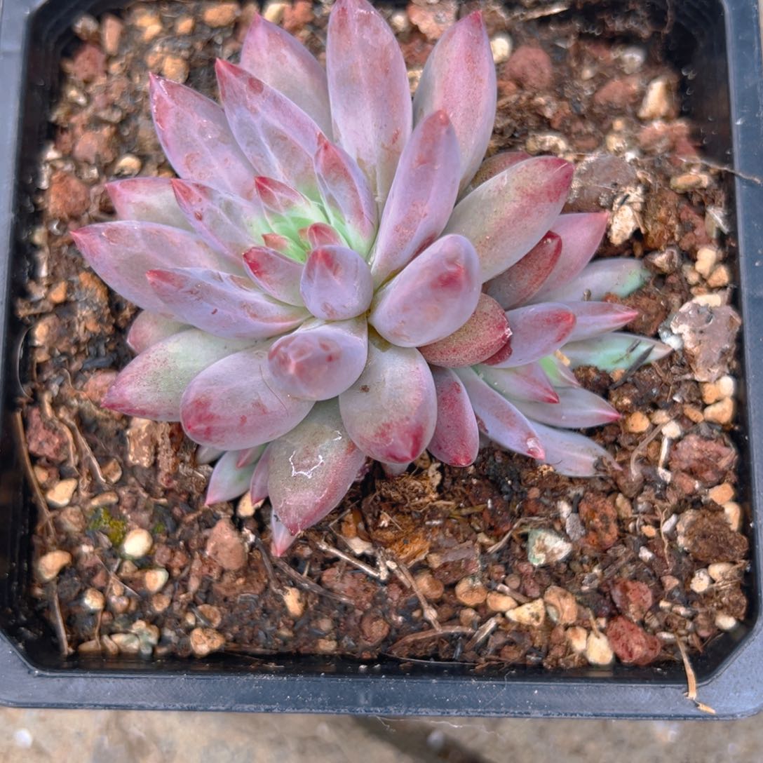 下*站虞美人11111111