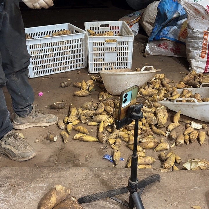 笑***笑褚柑四川黄泥冬笋小小笋