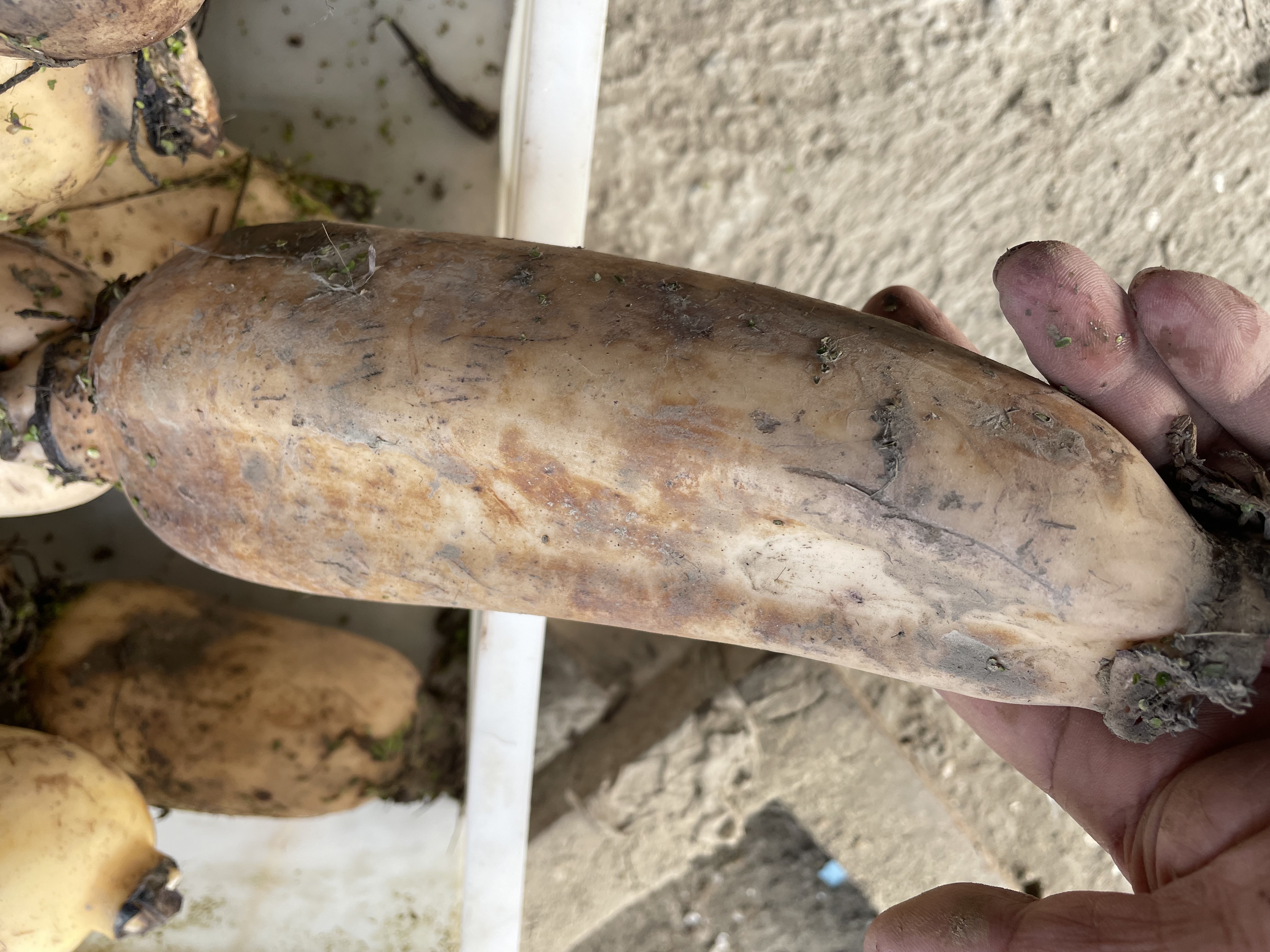 新鲜现挖煲汤粉藕九孔红莲藕特产包邮