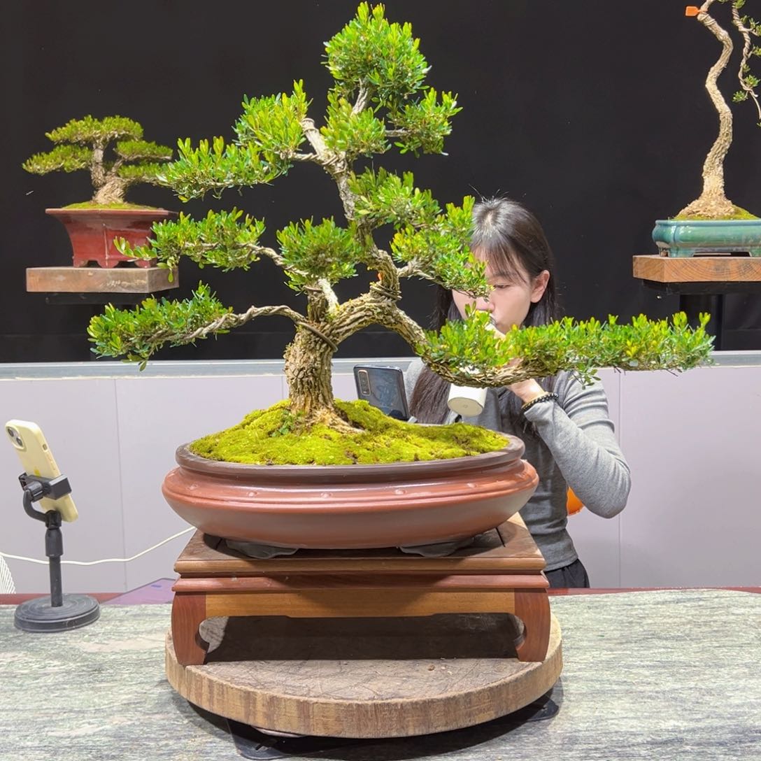 四季常青老桩黄杨盆景