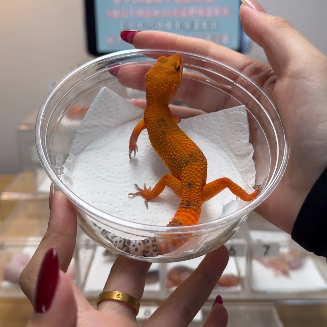 豹纹守宫蜜桔妹妹