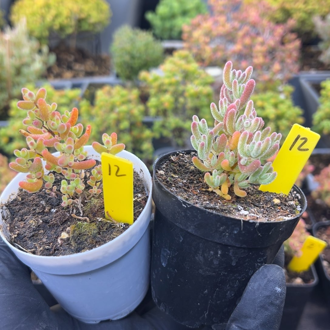 福利12号6cm盆蜜橘冰紫