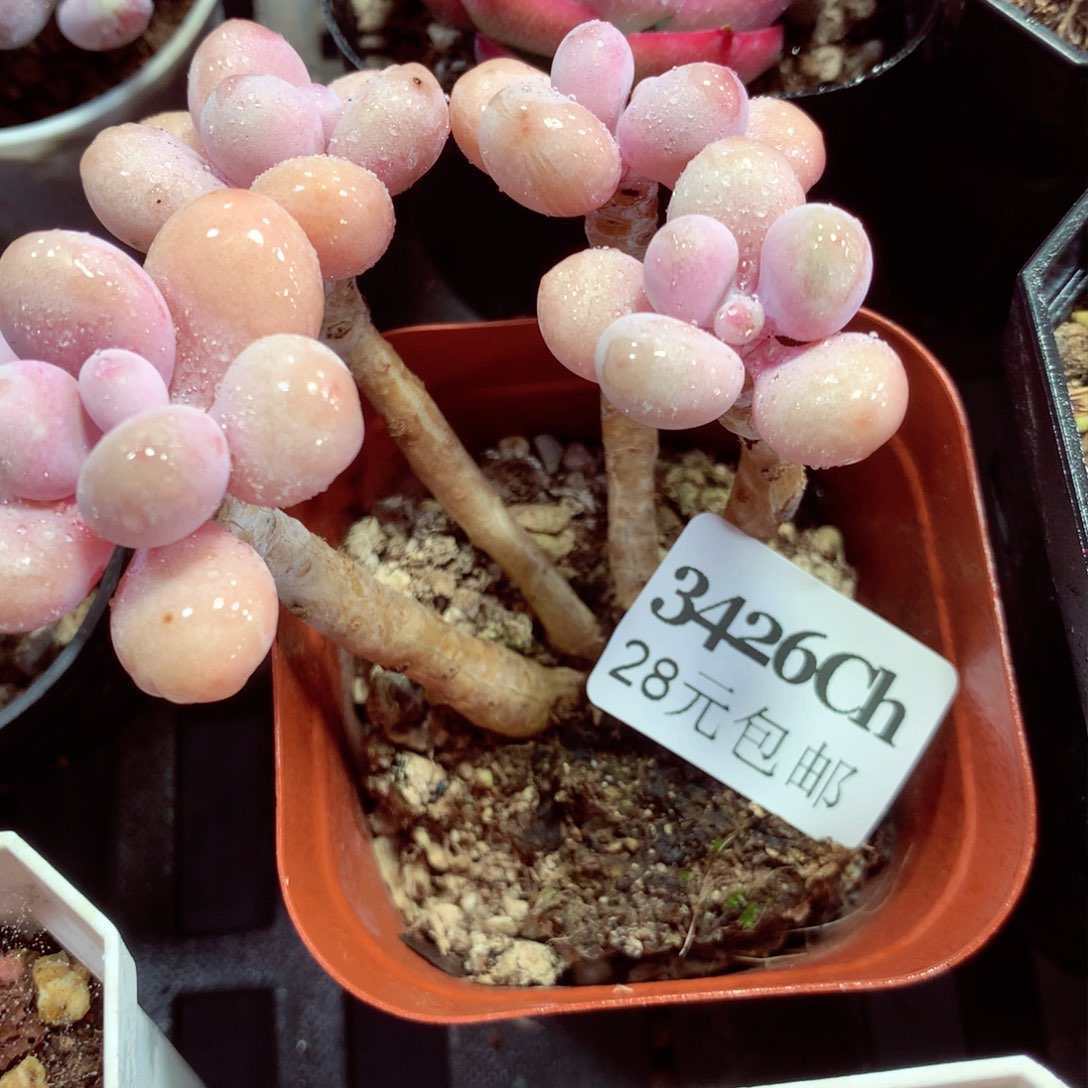 5厘米盆精控多肉3426