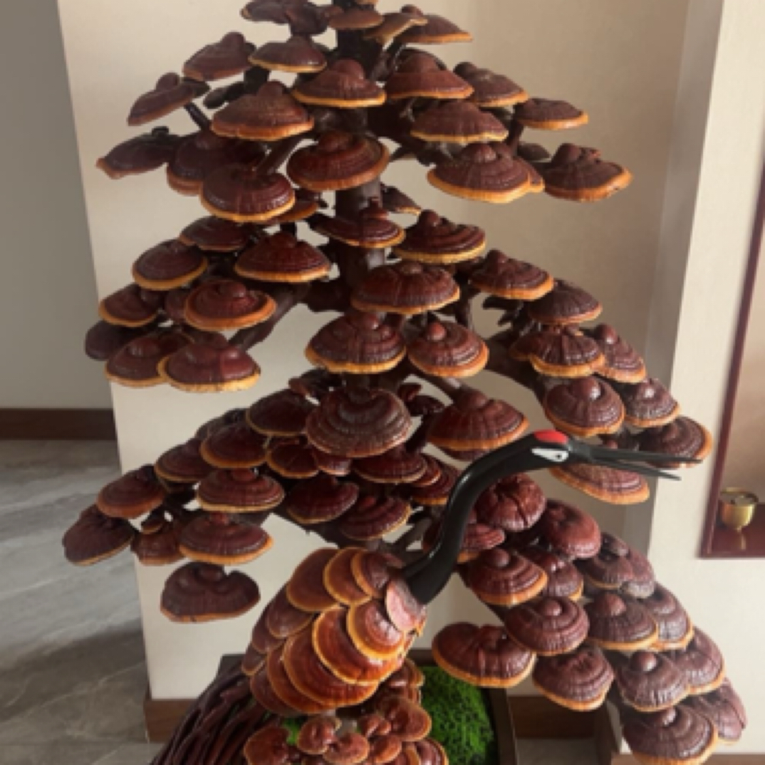 发财树发财树发财树