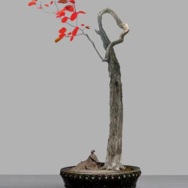 黄栌黄荆雀梅组合绿植盆栽高端盆景