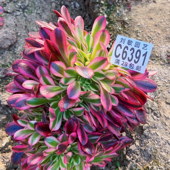 美杜莎缀多肉植物6391