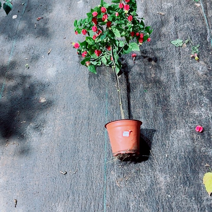 我***！完全开放一物一拍25