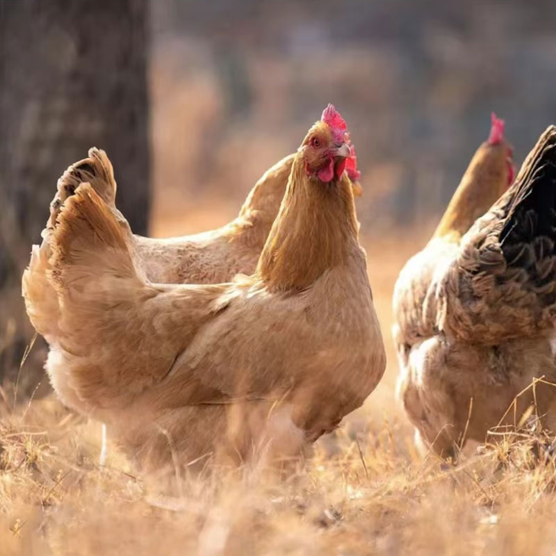 皖南 黑脚土老母鸡 煲汤鲜美新鲜营养 2.5~3斤/只*2