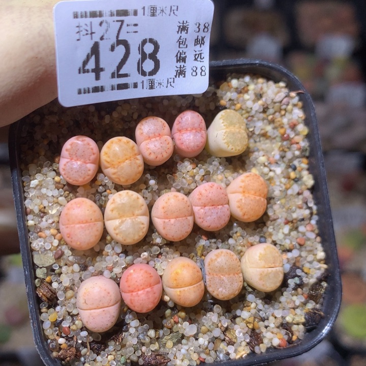 a****a精品生石花27.428