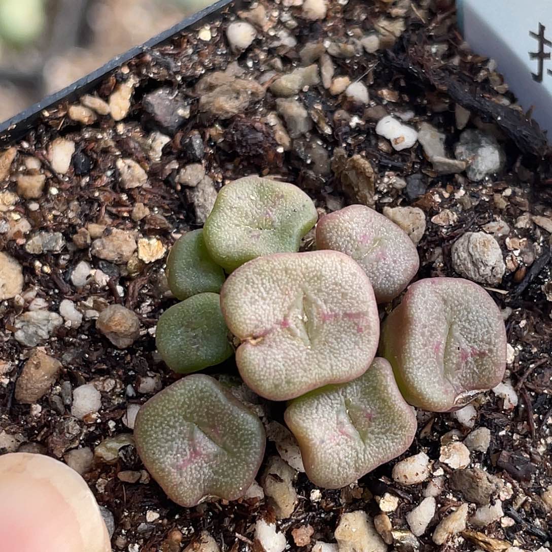 15-114方碗多肉植物