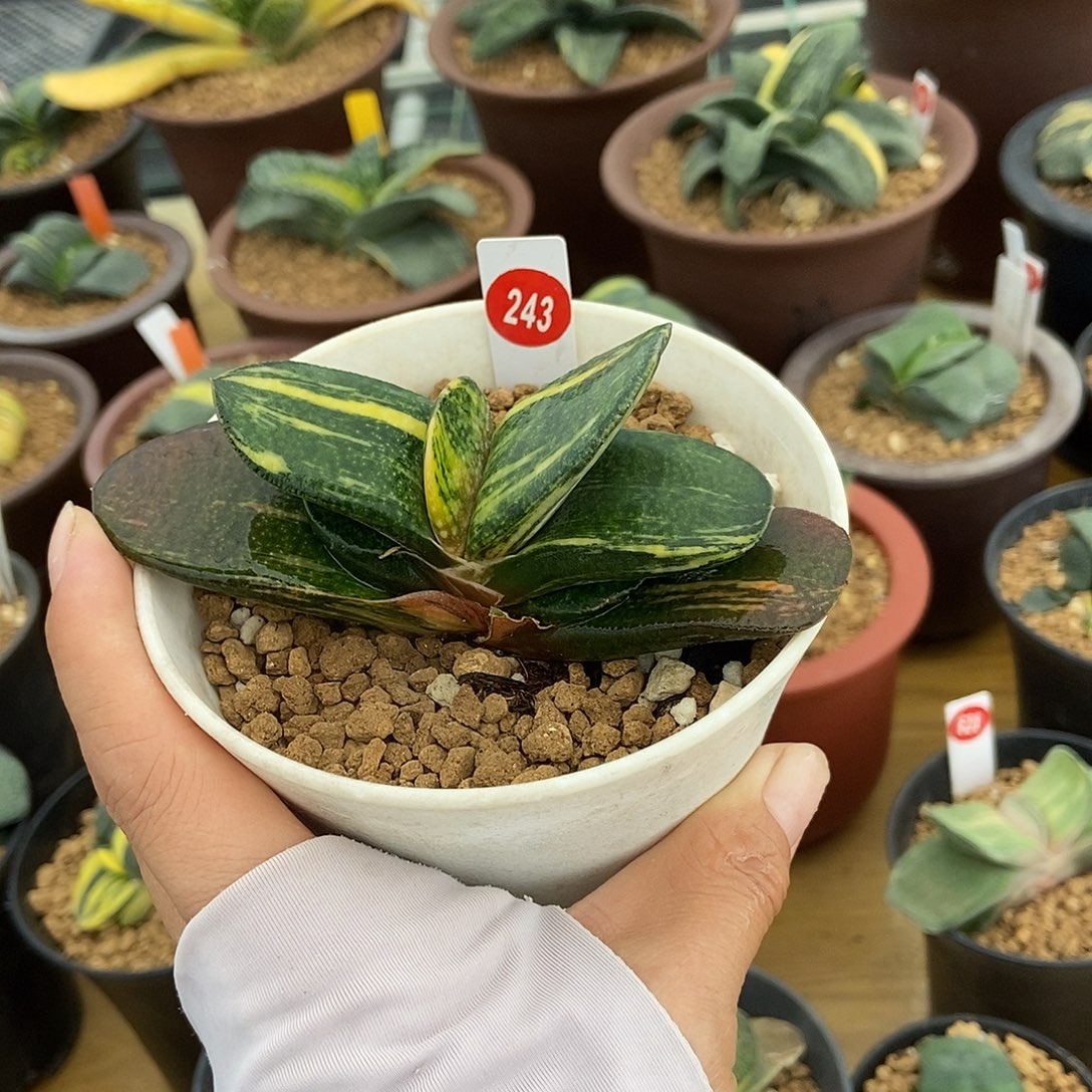 243卧牛实生锦带盆发货