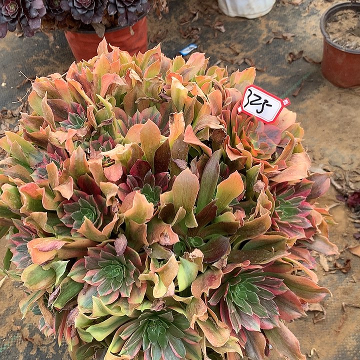 光辉多肉植物325