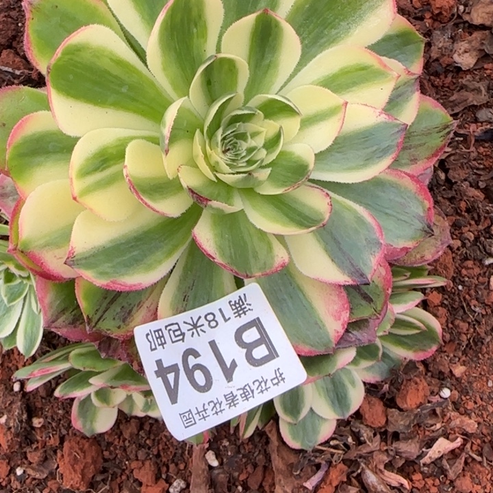 多肉法师伯爵朵朵