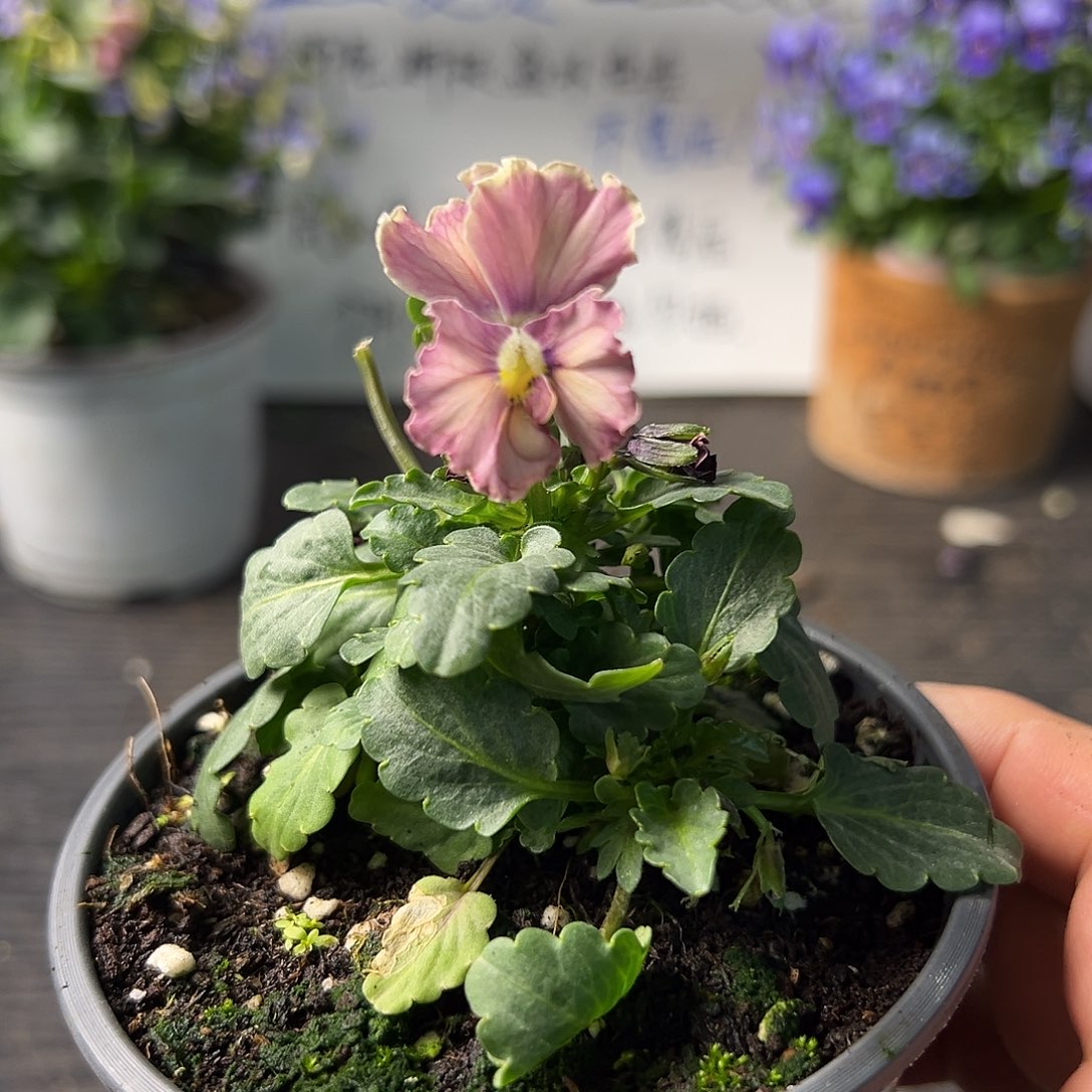 当前无花朵，栽培后可花朵322号