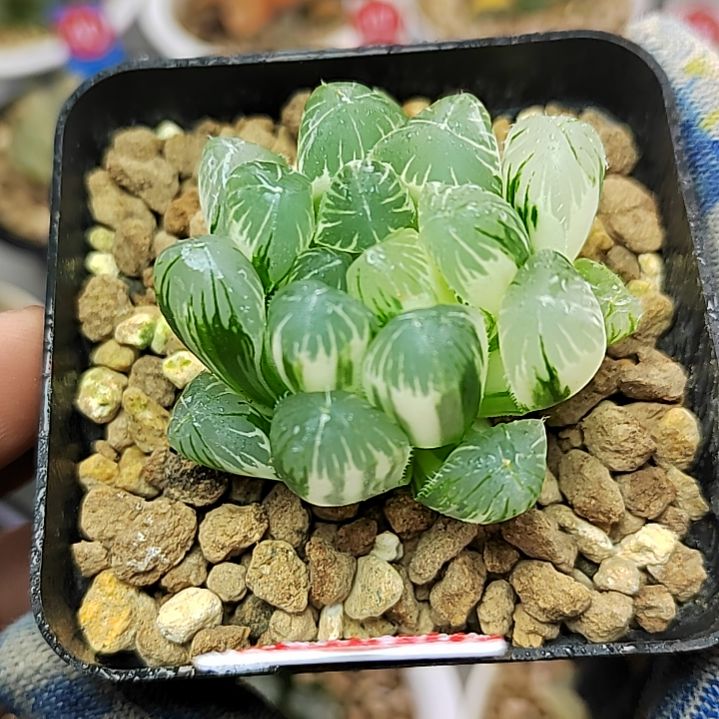 165号 实生玉露锦籽播 4.5厘米左右一物一拍带盆