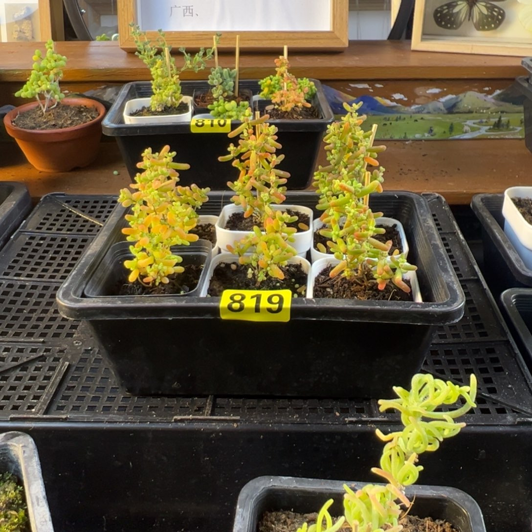 枝干番杏多肉植物819