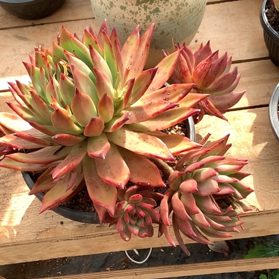 宝**儿美肉特价活动开始啦