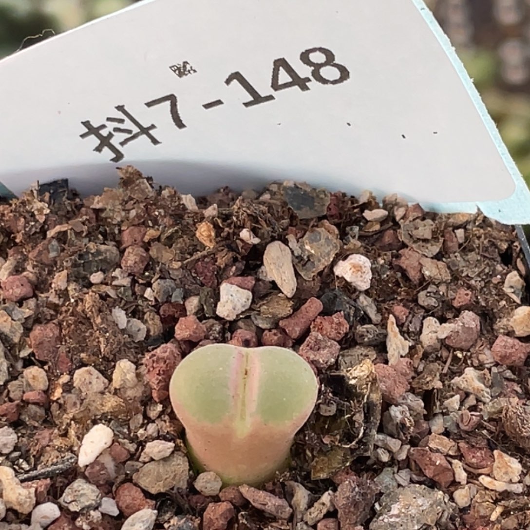 7-148风铃多肉植物