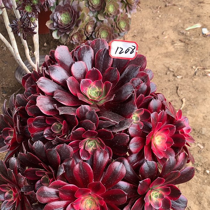 美杜莎多肉植物不包损1208