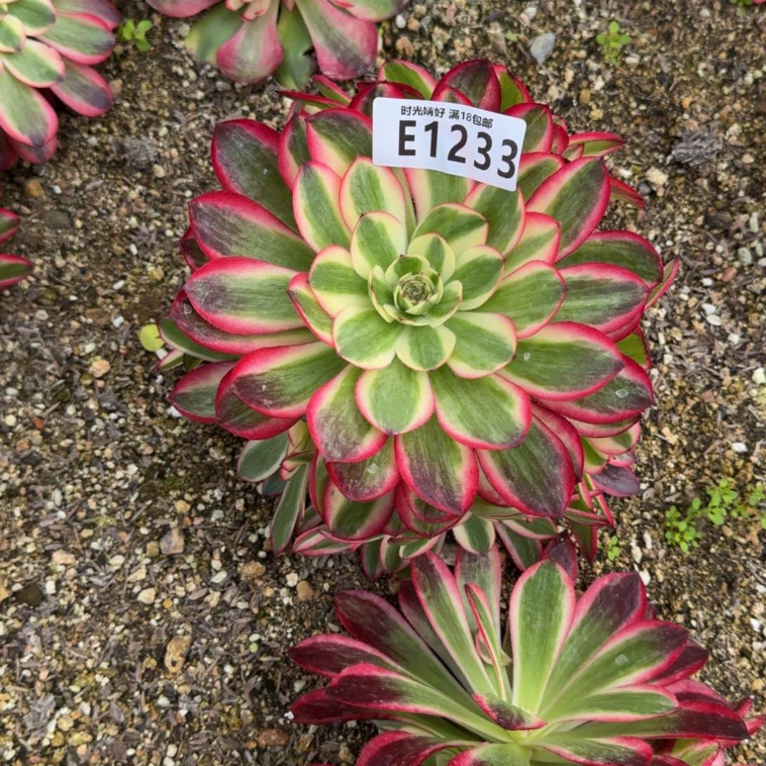 1233荔枝多肉植物