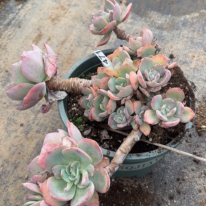 誓*471血凤脱土发货不退不换