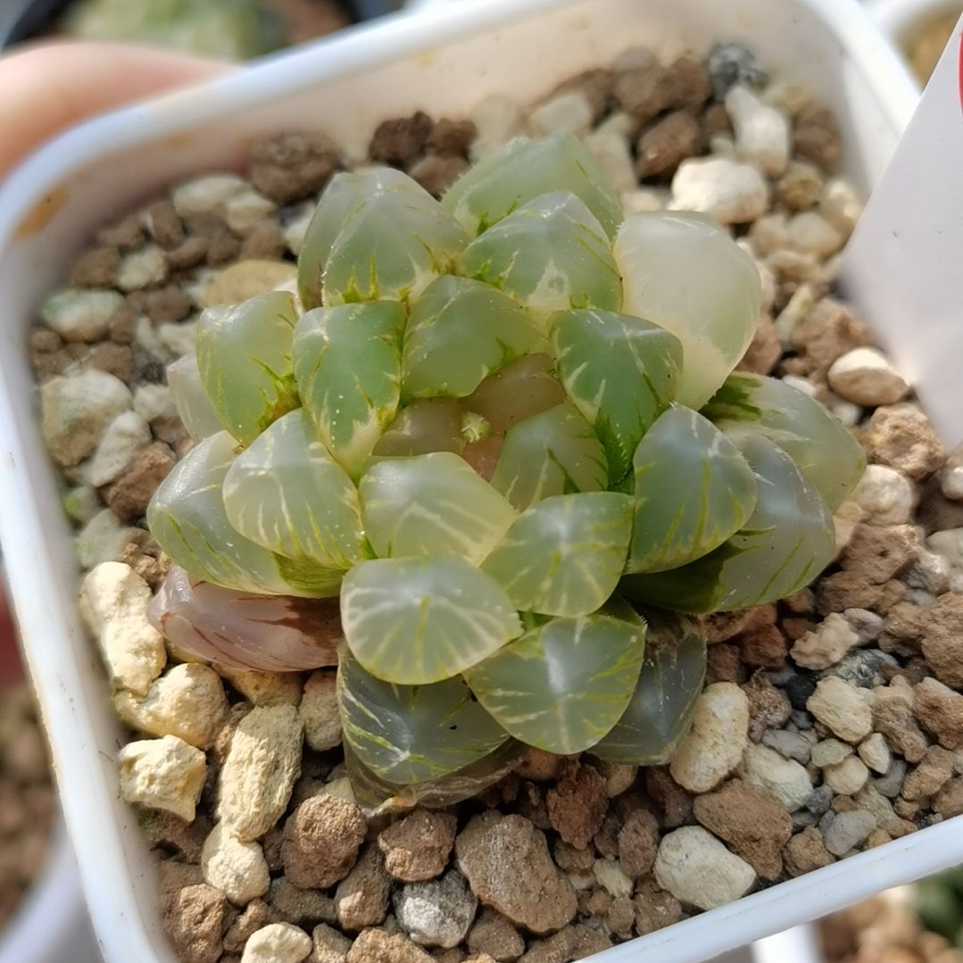 152号OM玉露锦一物一拍带盆土发货