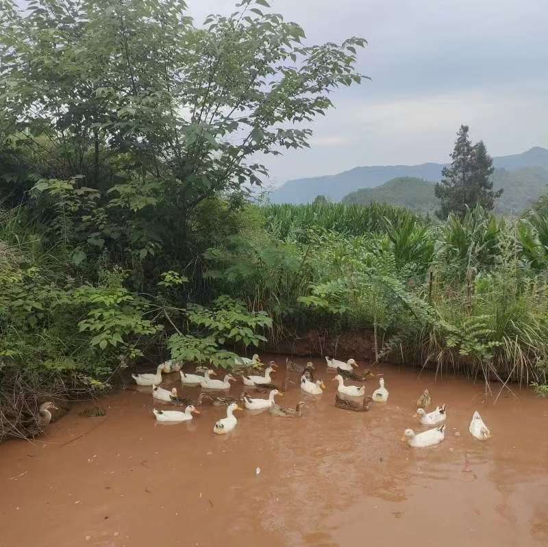 四川农家散养土鸭子花边放养鸭水鸭子粮食鸭